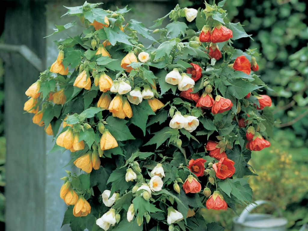 Abutilon Standard - View 4 from www redcrocus com