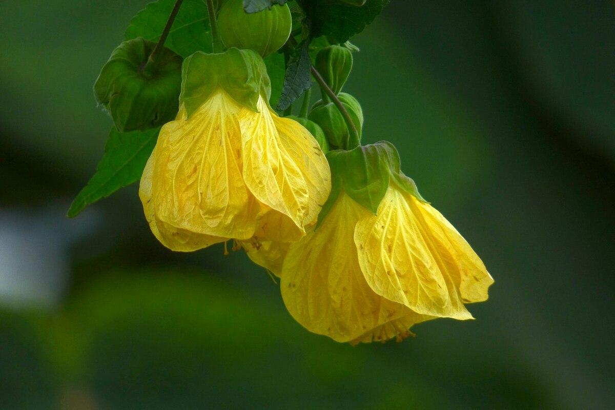 Abutilon Standard - View 5 from www redcrocus com