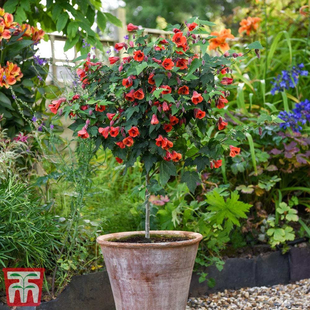 Abutilon Standard - View 6 from www redcrocus com