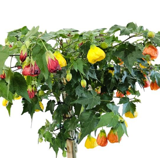 Abutilon Standard - View 7 from www redcrocus com