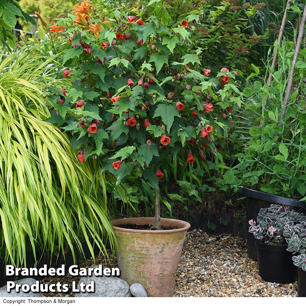 Abutilon Standard - View 9 from www redcrocus com