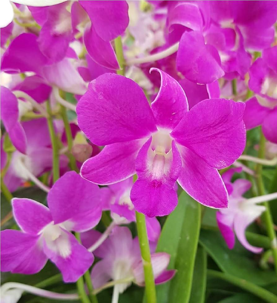 Orchid, Dendrobium, Assorted - View 10 from www redcrocus com