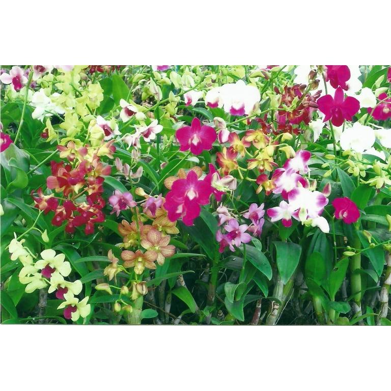 Orchid, Dendrobium, Assorted - View 11 from www redcrocus com