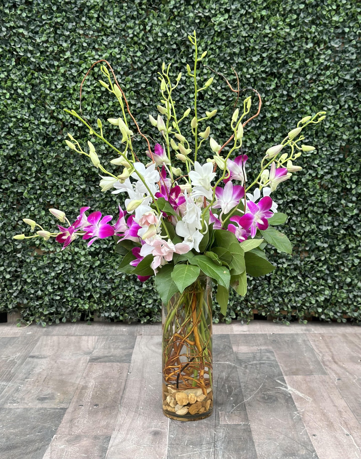 Orchid, Dendrobium, Assorted - View 12 from www redcrocus com