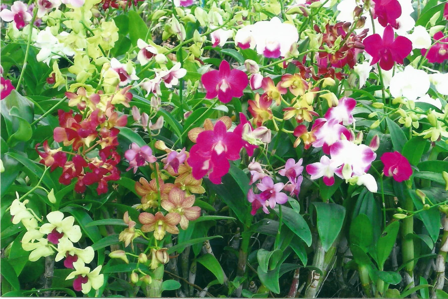 Orchid, Dendrobium, Assorted - View 2 from www redcrocus com