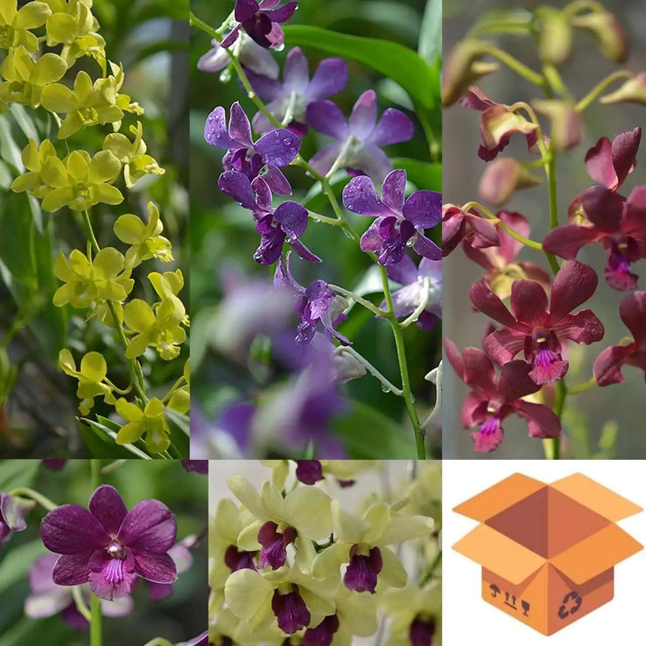 Orchid, Dendrobium, Assorted - View 4 from www redcrocus com
