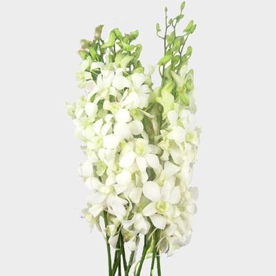 Orchid, Dendrobium, Assorted - View 5 from www redcrocus com
