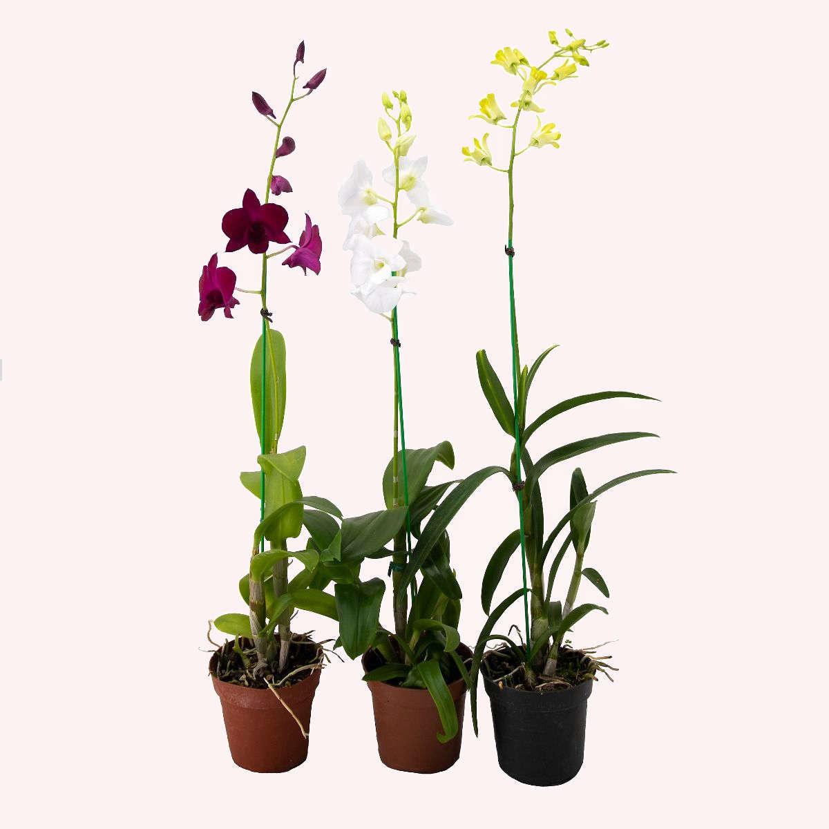 Orchid, Dendrobium, Assorted - View 6 from www redcrocus com