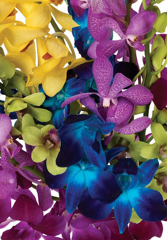 Orchid, Dendrobium, Assorted - View 8 from www redcrocus com