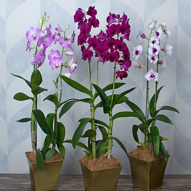 Orchid, Dendrobium, Assorted - View 9 from www redcrocus com