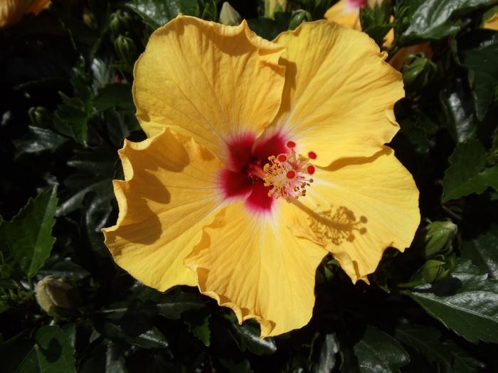Hibiscus, Bush, Tradewinds, 'lilikoi Yellow' - View 33 from www redcrocus com