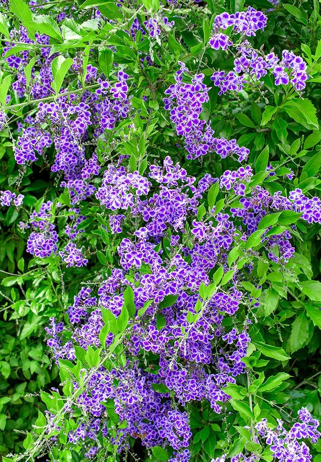 Duranta Erecta Standard - View 9 from www redcrocus com