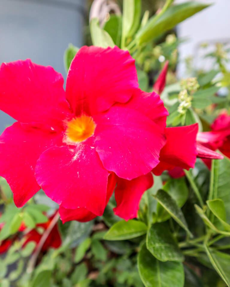 Dipladenia Red Bush - View 7 from www redcrocus com