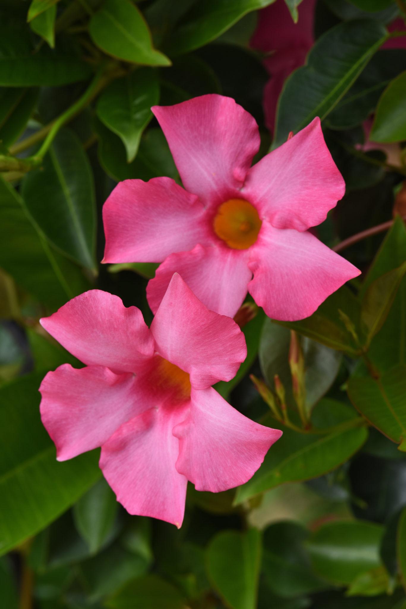 Dipladenia Pink Bush - View 11 from www redcrocus com