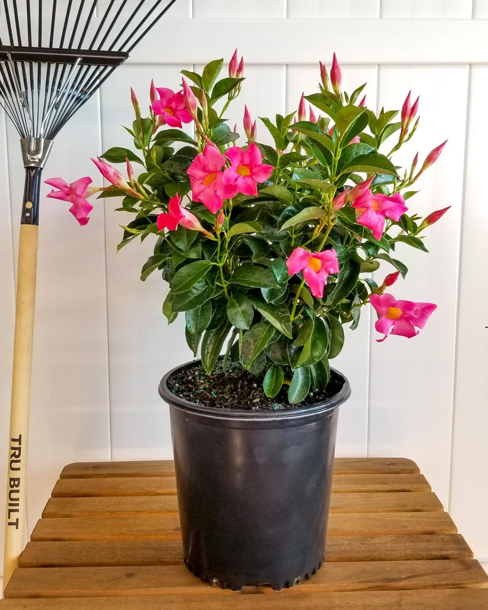 Dipladenia Pink Bush - View 13 from www redcrocus com
