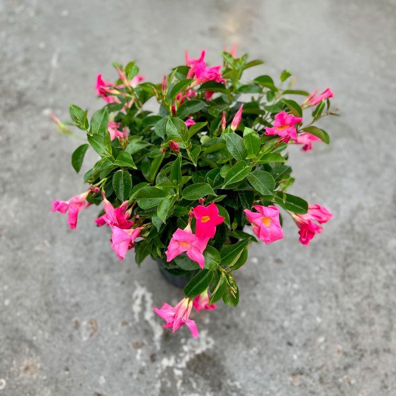 Dipladenia Pink Bush - View 16 from www redcrocus com