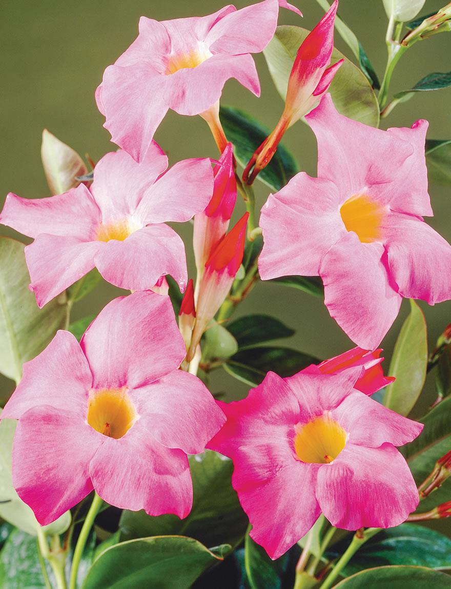 Dipladenia Pink Bush - View 2 from www redcrocus com