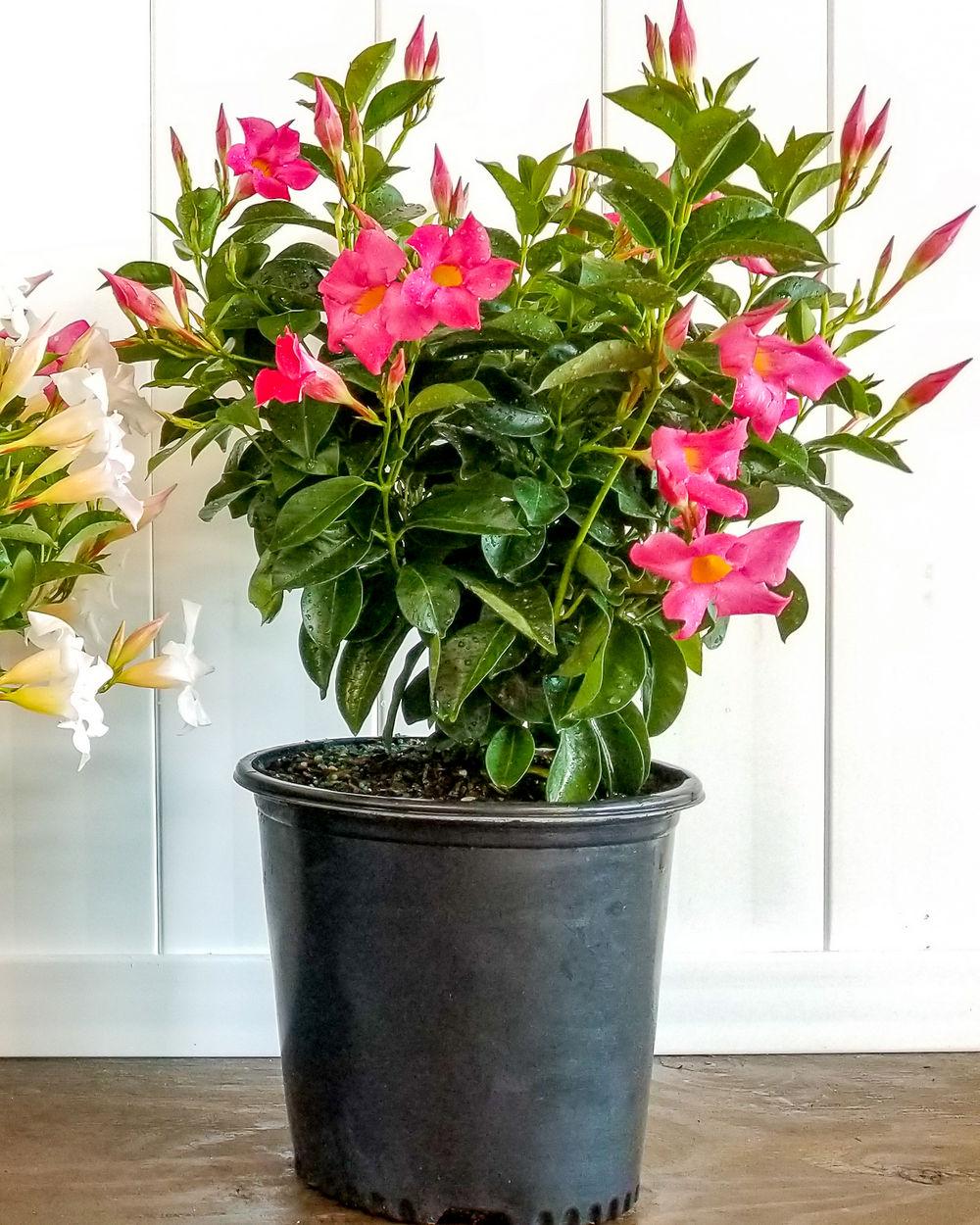 Dipladenia Pink Bush - View 3 from www redcrocus com