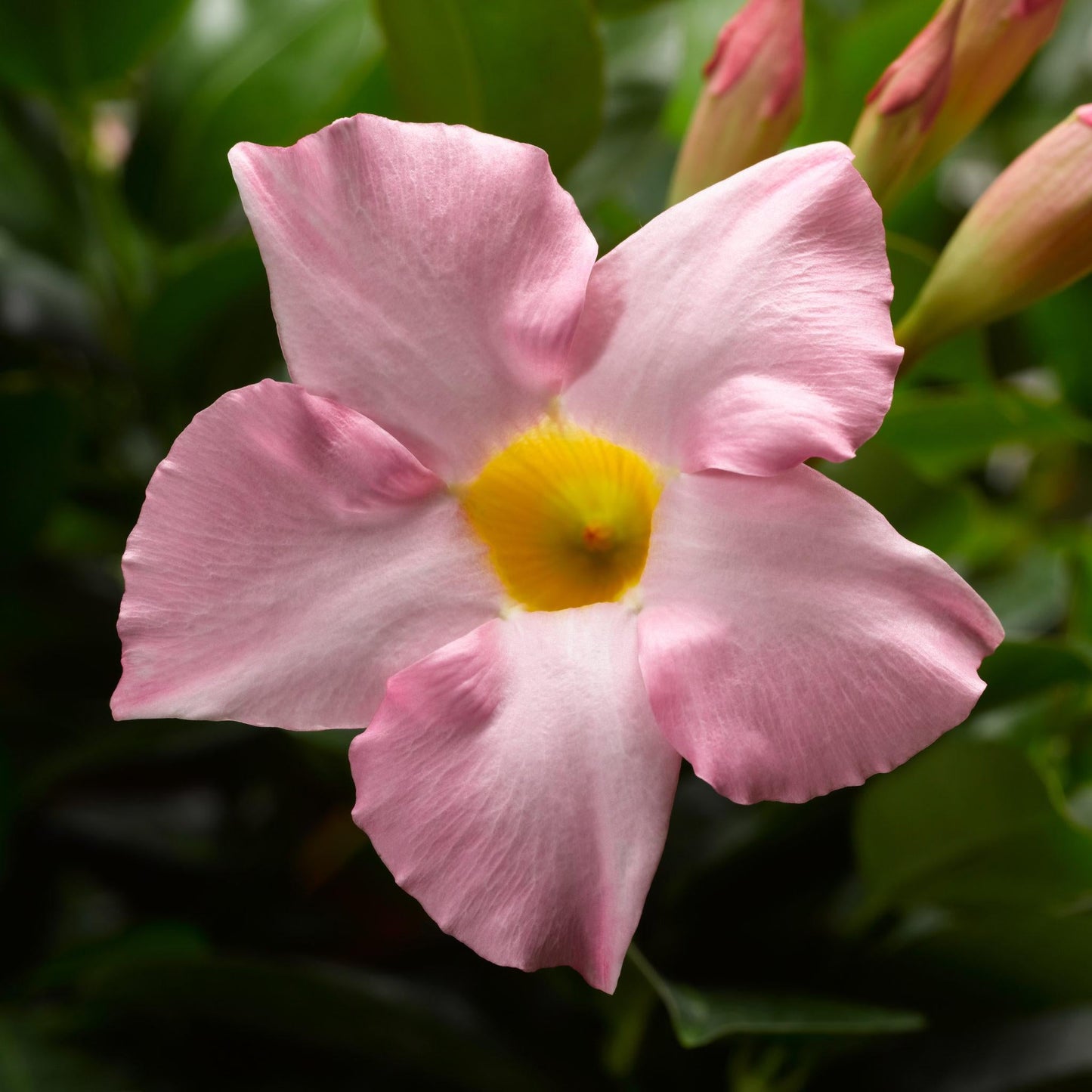 Dipladenia Pink Bush - View 6 from www redcrocus com