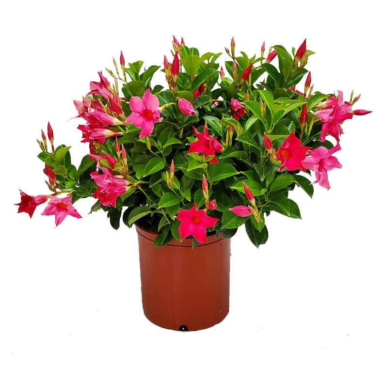 Dipladenia Pink Bush - View 7 from www redcrocus com