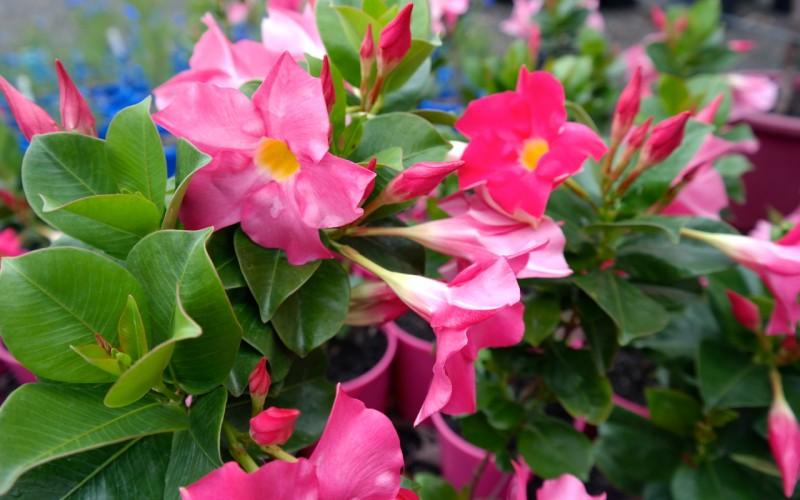 Dipladenia Pink Bush - View 8 from www redcrocus com