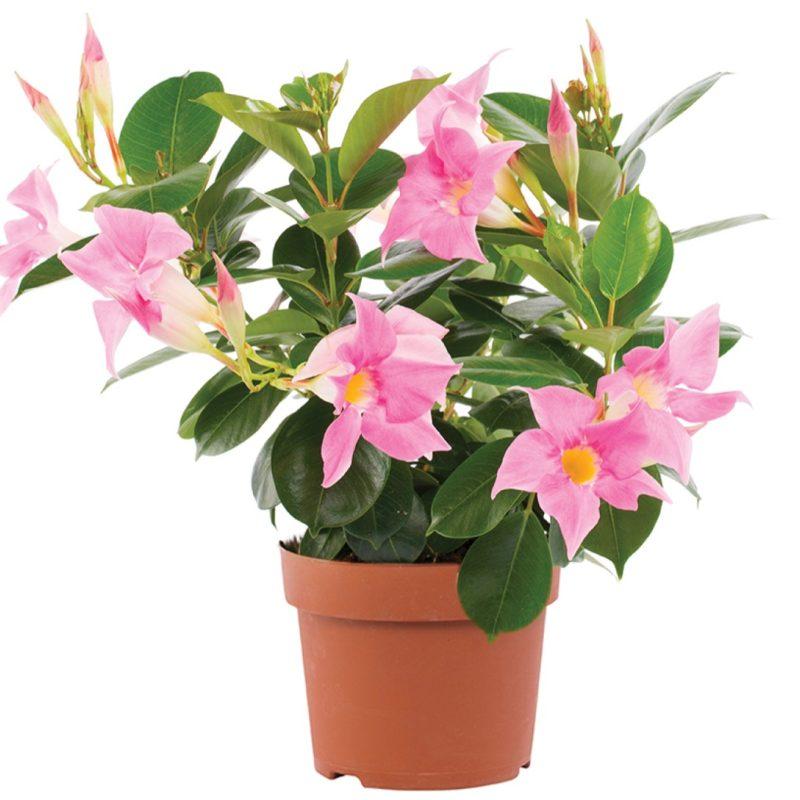 Dipladenia Pink Bush - View 9 from www redcrocus com
