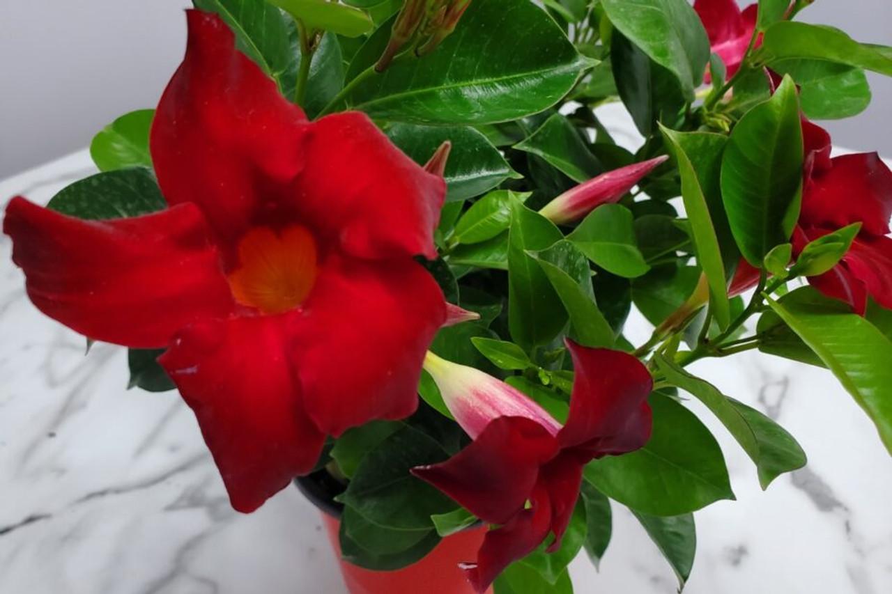 Dipladenia Red Bush - View 11 from www redcrocus com