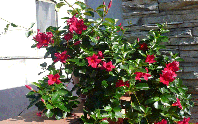 Dipladenia Red Bush - View 12 from www redcrocus com