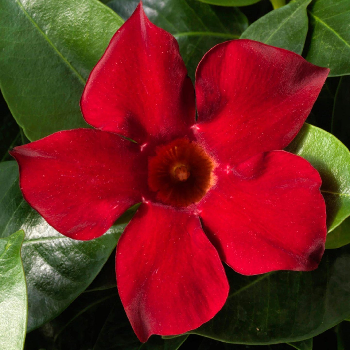 Dipladenia Red Bush - View 12 from www redcrocus com