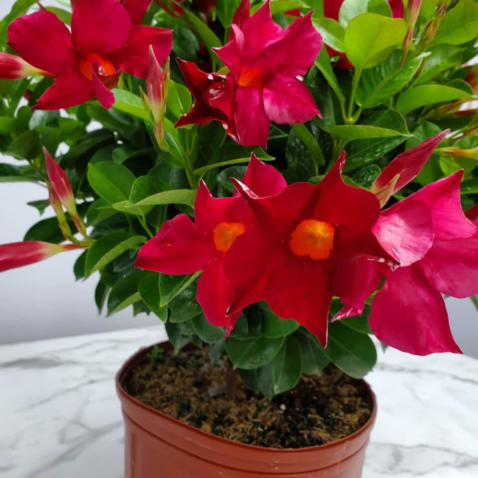 Dipladenia Red Bush - View 13 from www redcrocus com