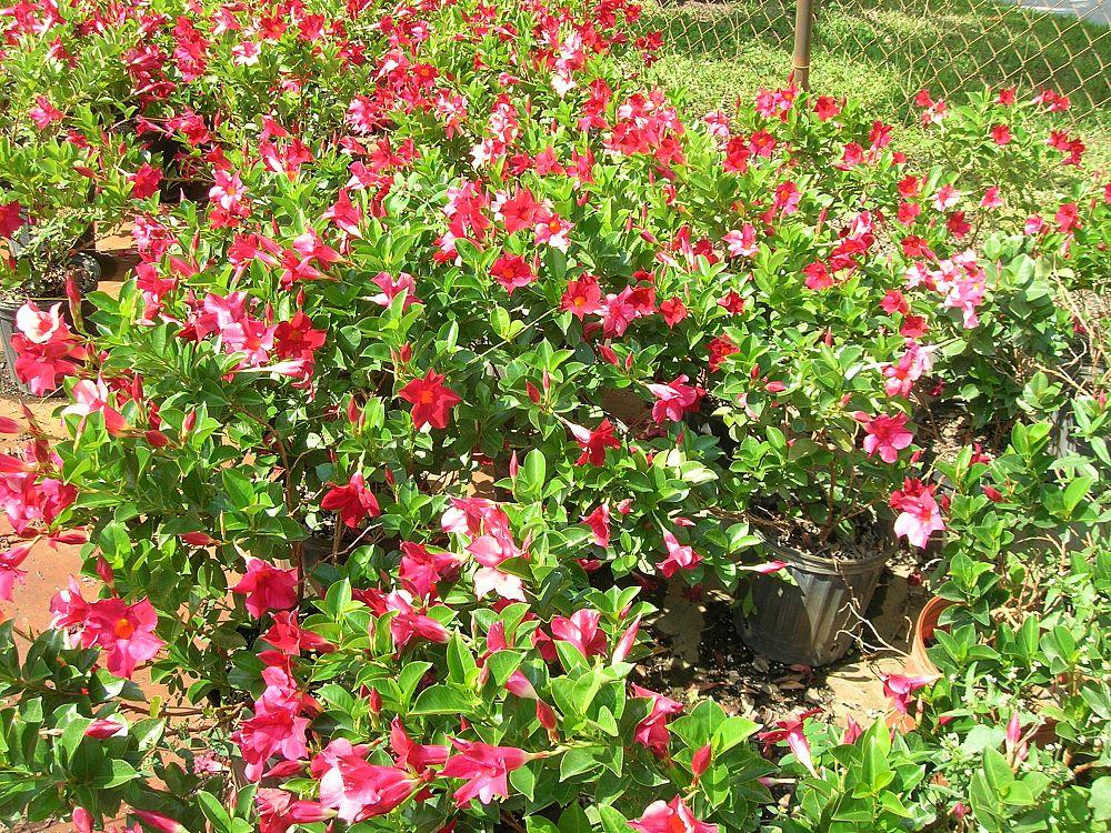 Dipladenia Red Bush - View 14 from www redcrocus com