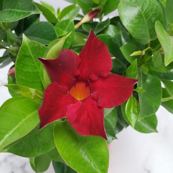Dipladenia Red Bush - View 15 from www redcrocus com