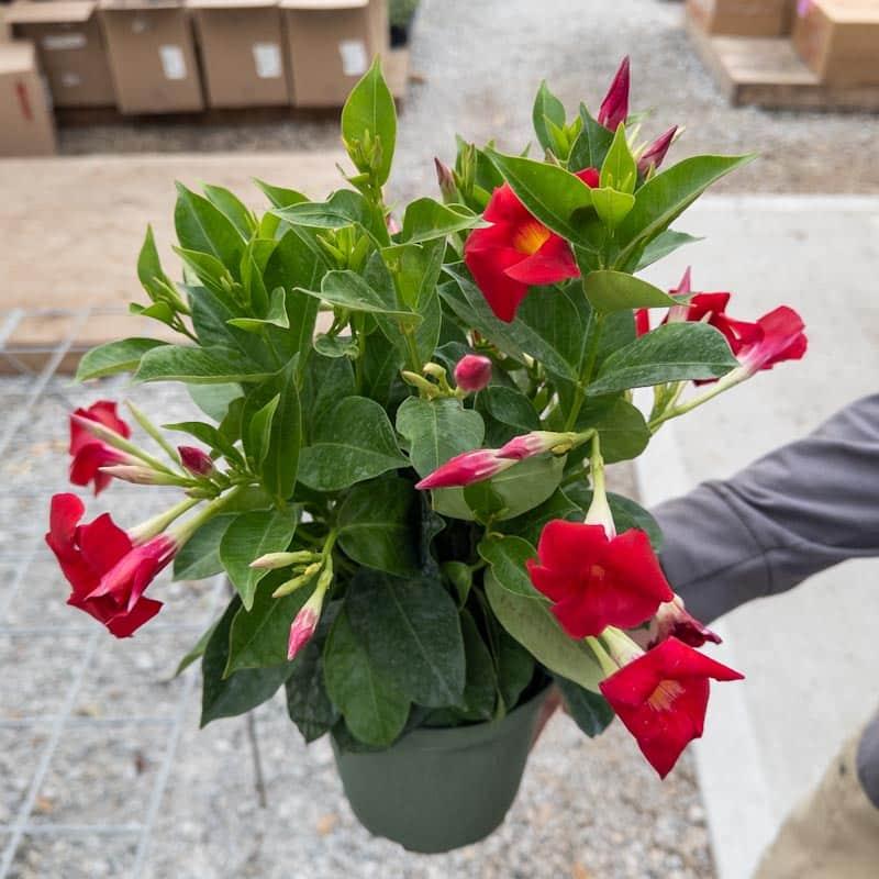 Dipladenia Red Bush - View 16 from www redcrocus com