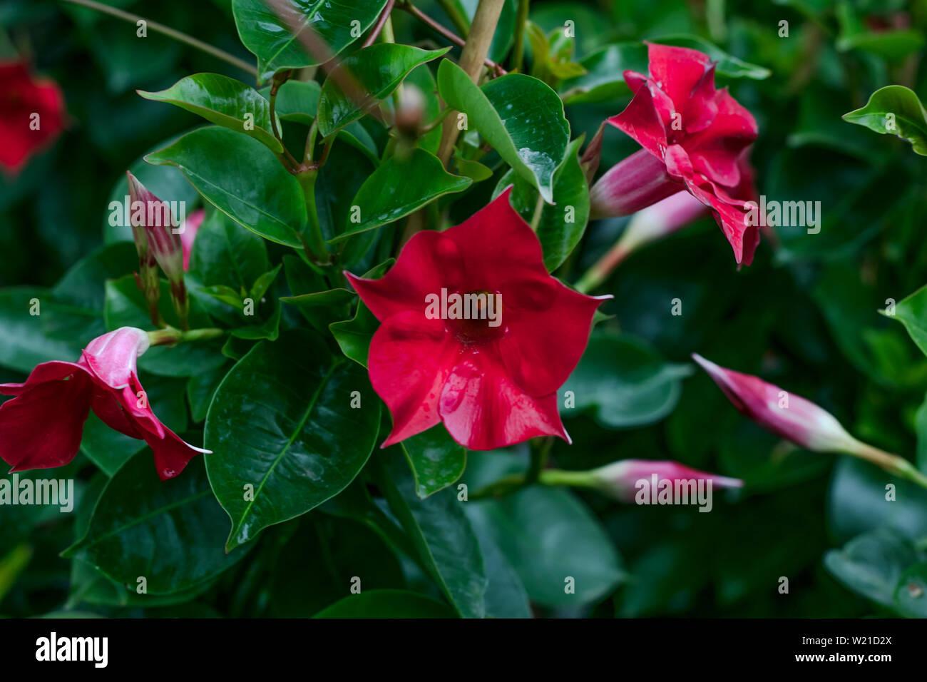 Dipladenia Red Bush - View 17 from www redcrocus com