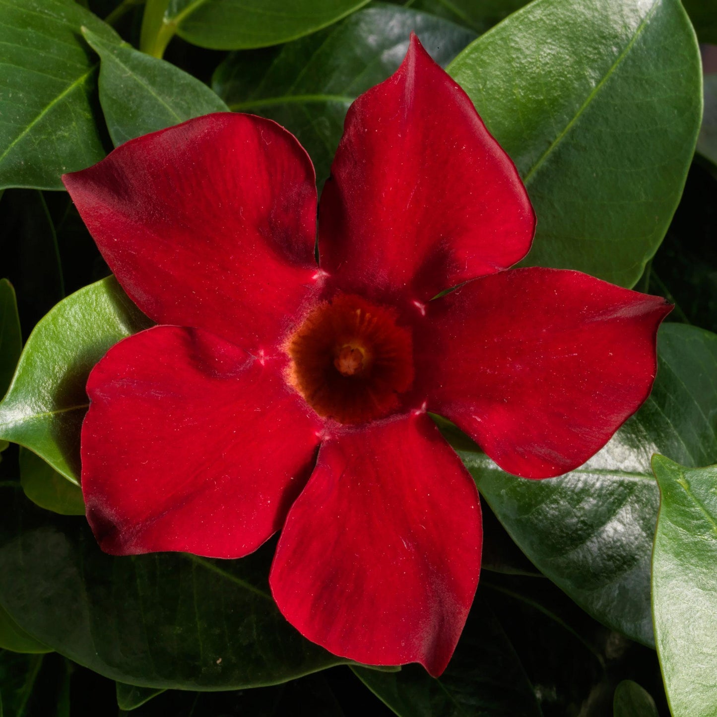 Dipladenia Red Bush - View 2 from www redcrocus com