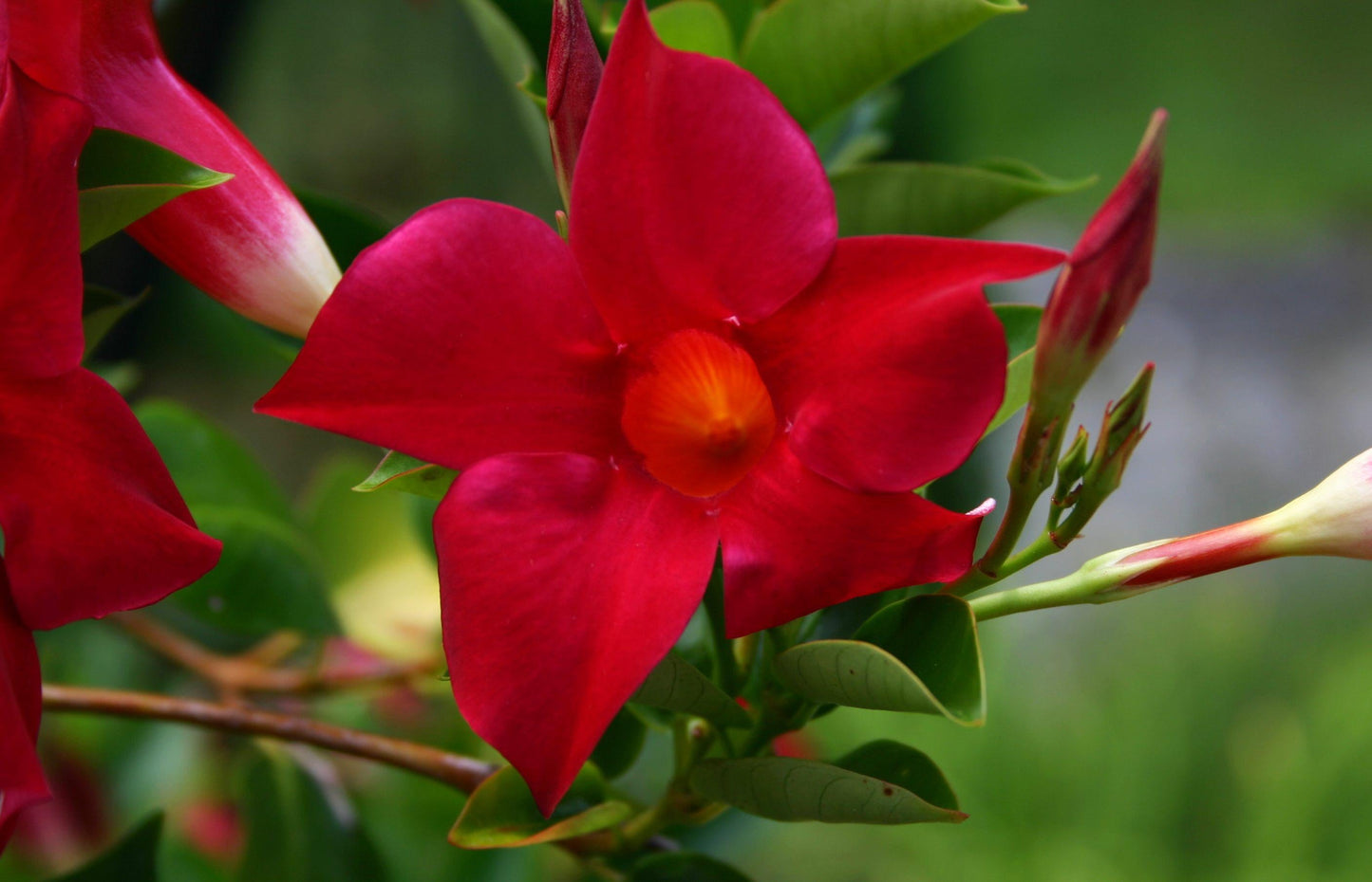 Dipladenia Red Bush - View 3 from www redcrocus com