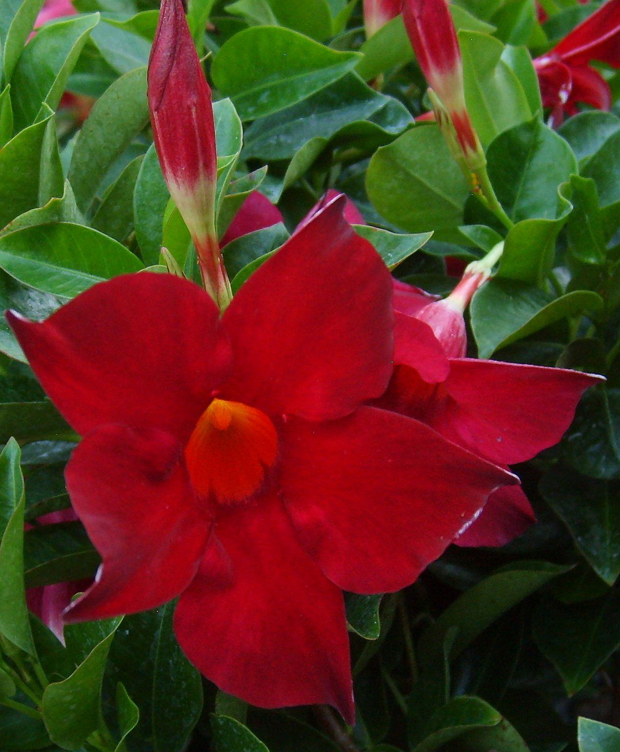 Dipladenia Red Bush - View 4 from www redcrocus com