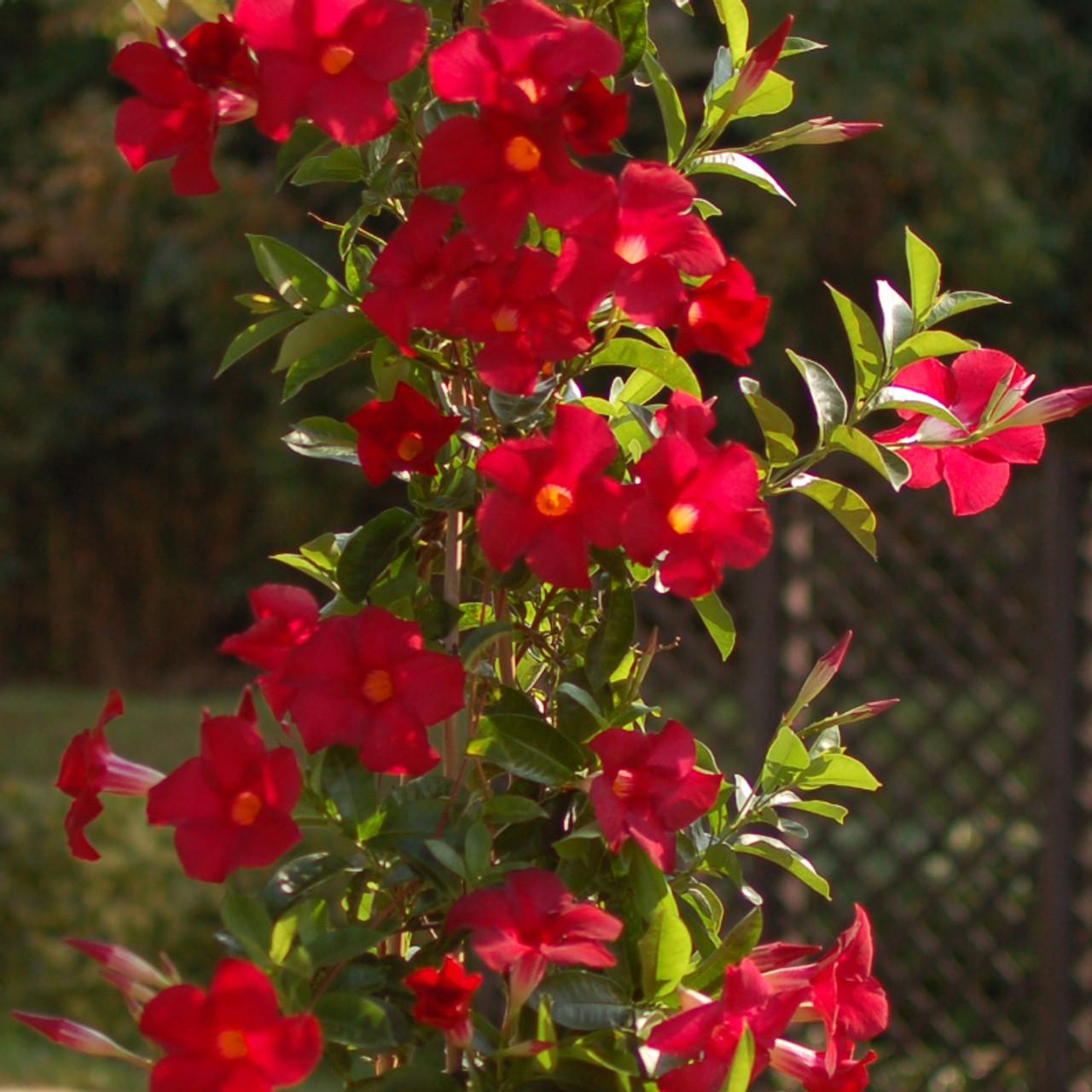 Dipladenia Red Bush - View 6 from www redcrocus com