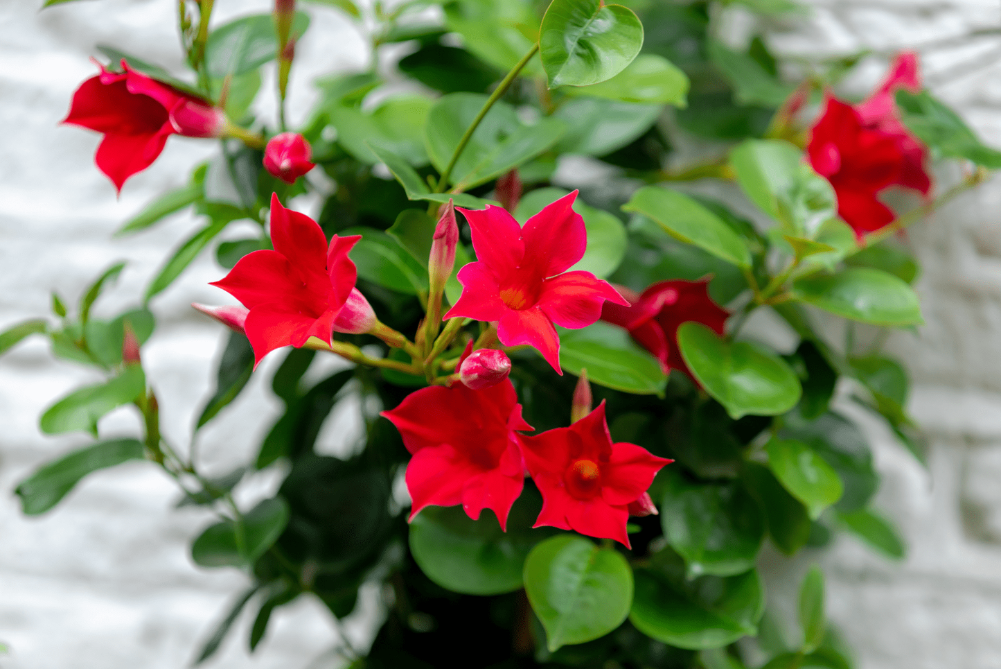 Dipladenia Red Bush - View 6 from www redcrocus com