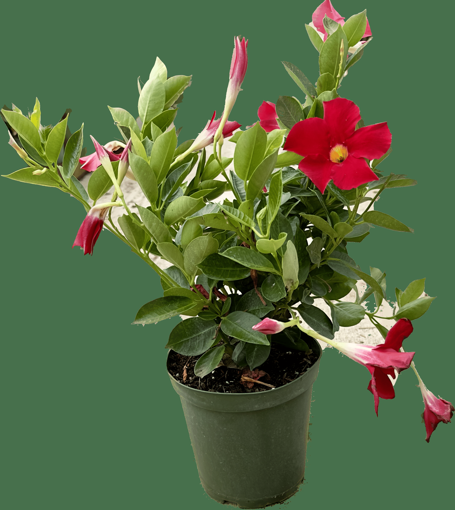 Dipladenia Red Bush - View 7 from www redcrocus com