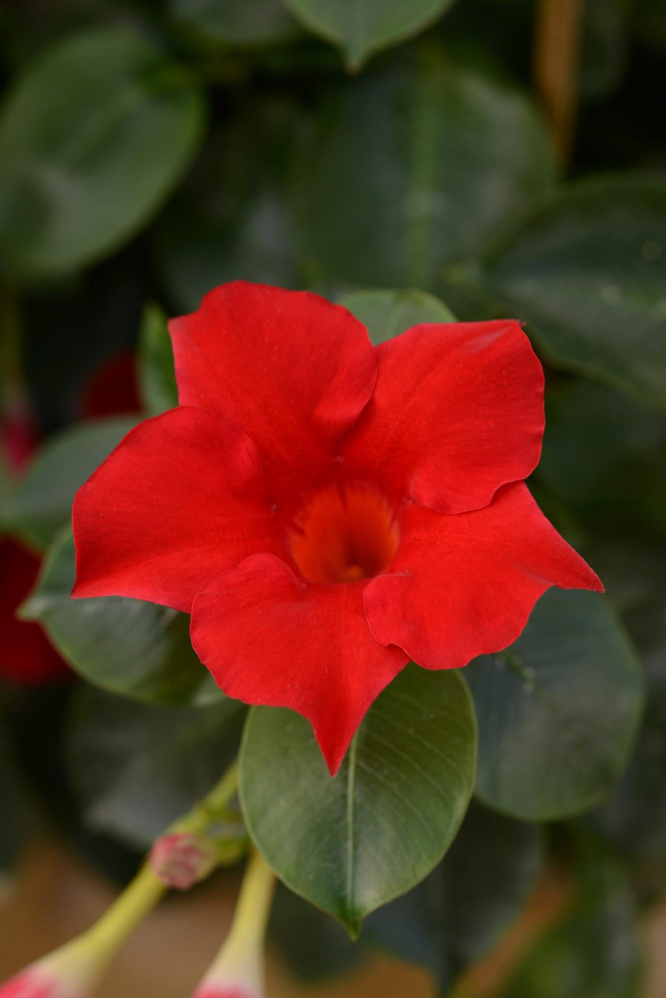Dipladenia Red Bush - View 7 from www redcrocus com