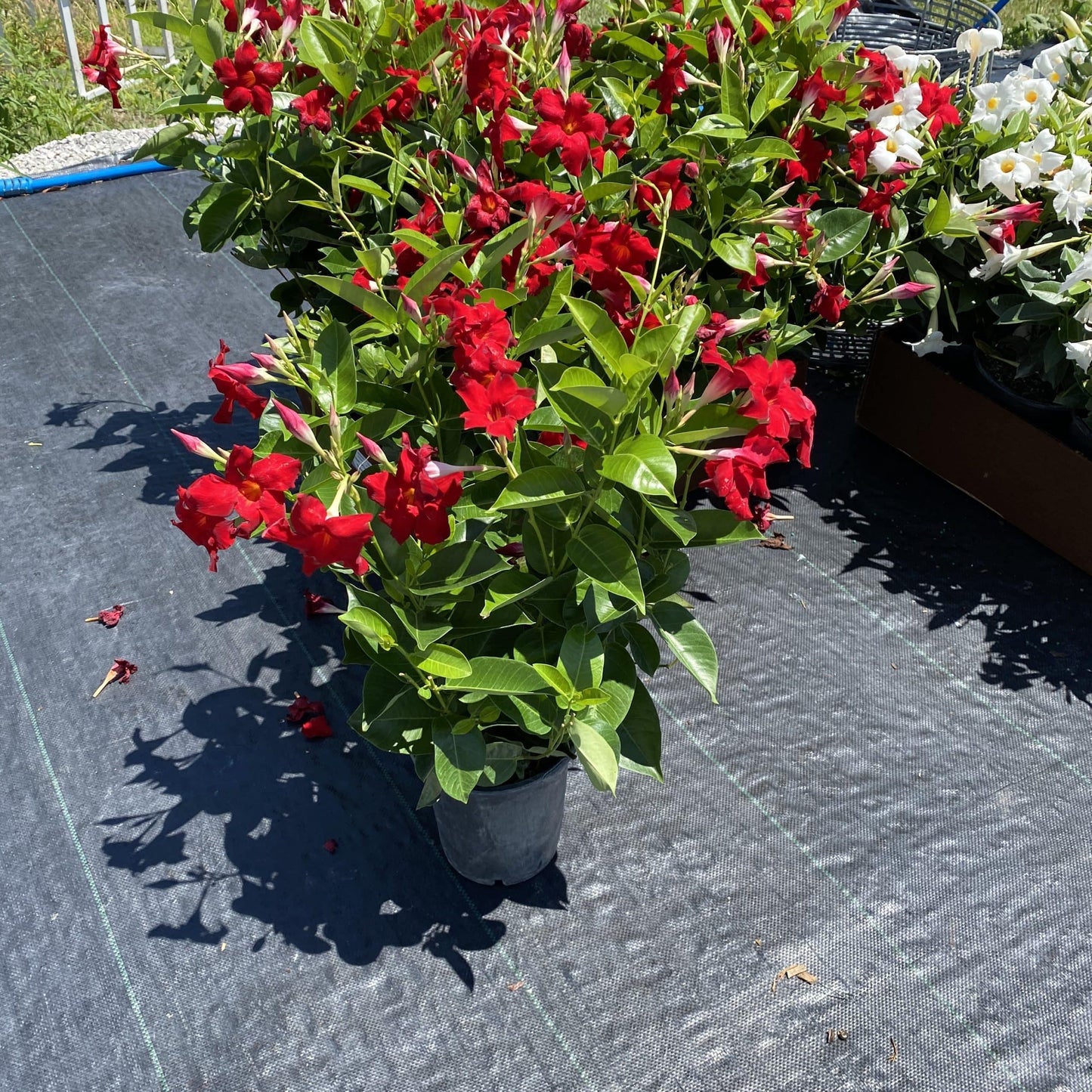 Dipladenia Red Bush - View 8 from www redcrocus com