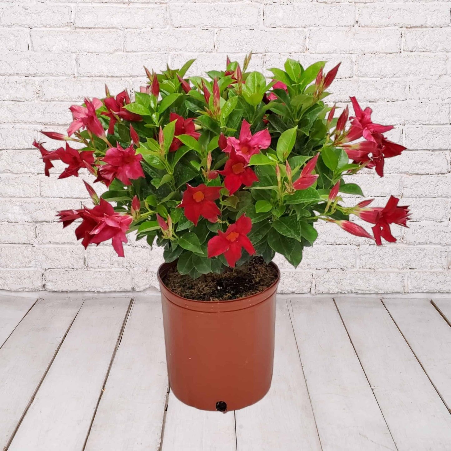 Dipladenia Red Bush - View 9 from www redcrocus com