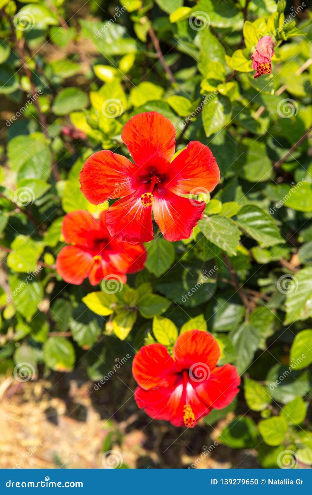 Hibiscus Bush Red - View 12 from www redcrocus com