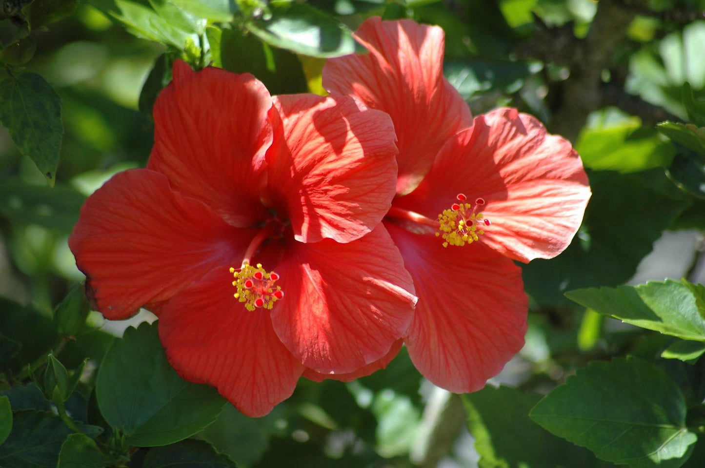 Hibiscus Bush Red - View 13 from www redcrocus com