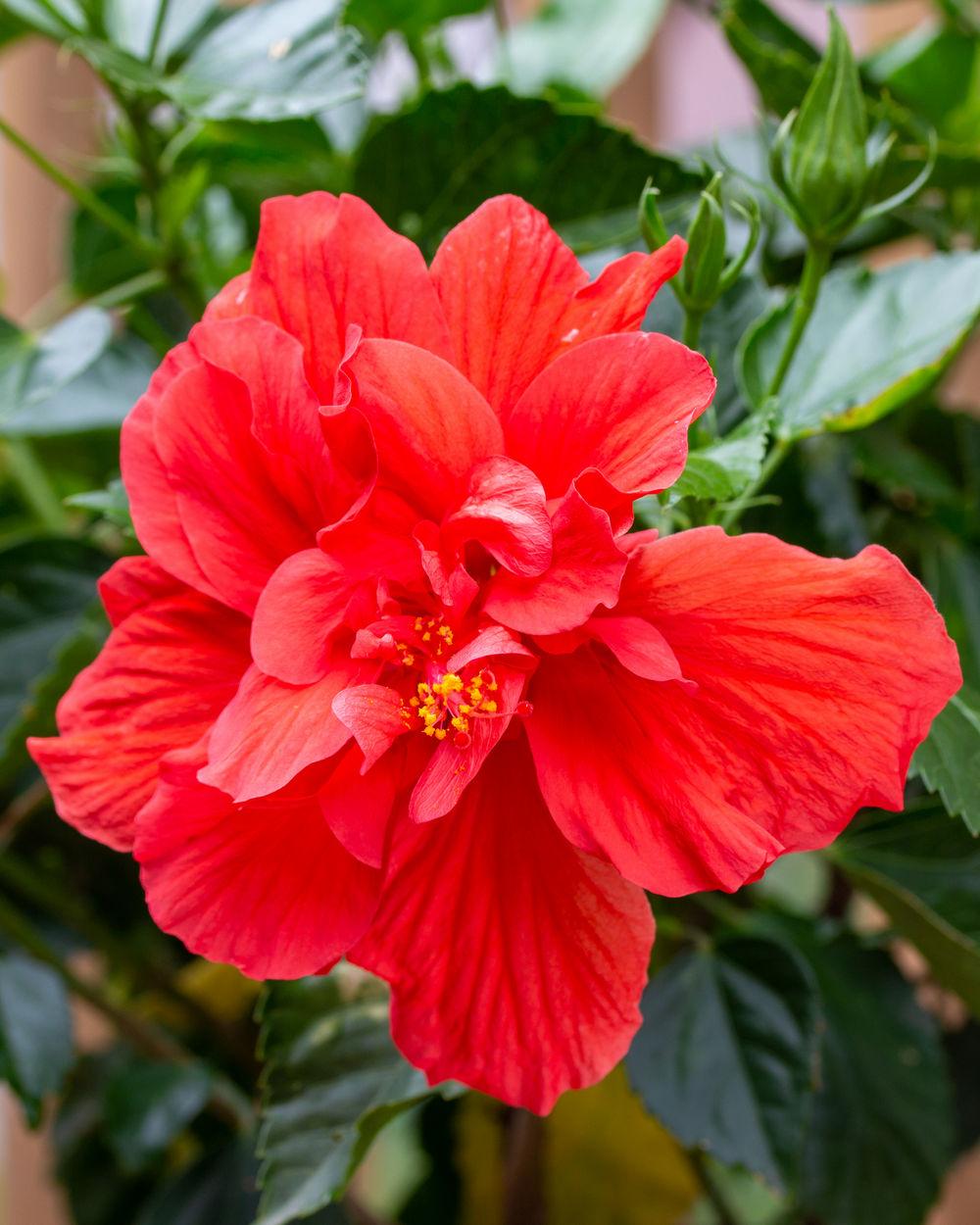 Hibiscus Bush Red - View 14 from www redcrocus com