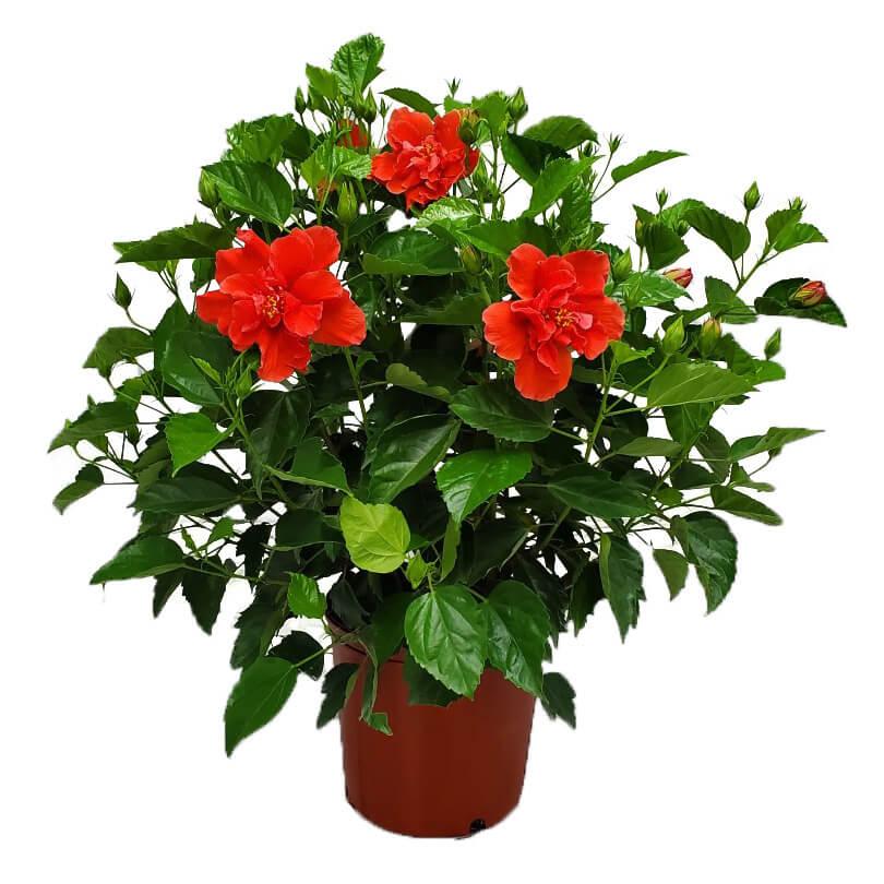 Hibiscus Bush Red - View 15 from www redcrocus com