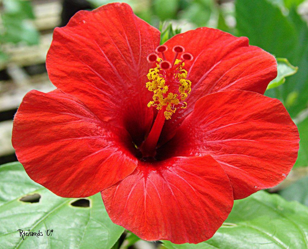 Hibiscus Bush Red - View 16 from www redcrocus com