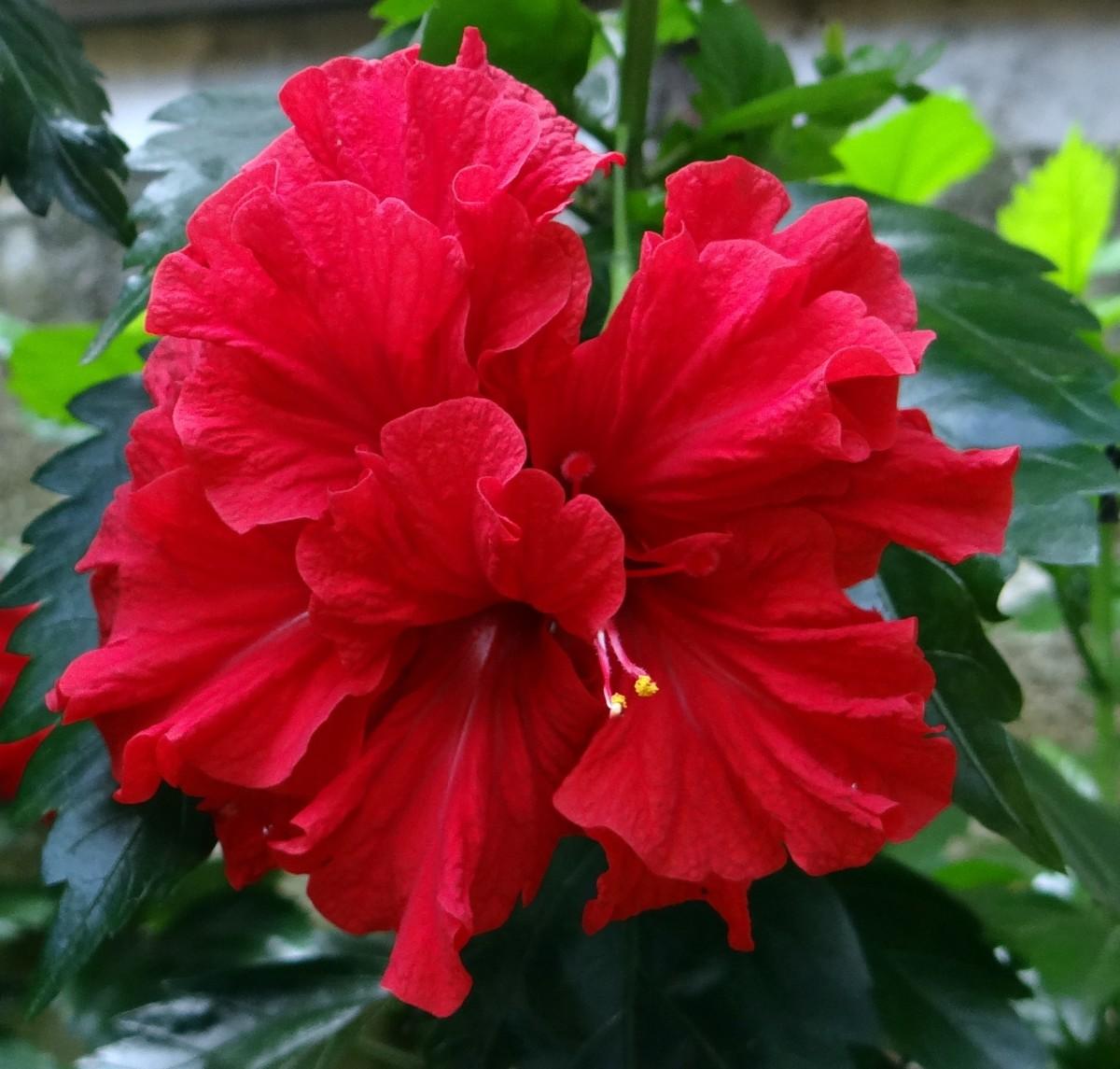 Hibiscus Bush Red - View 18 from www redcrocus com