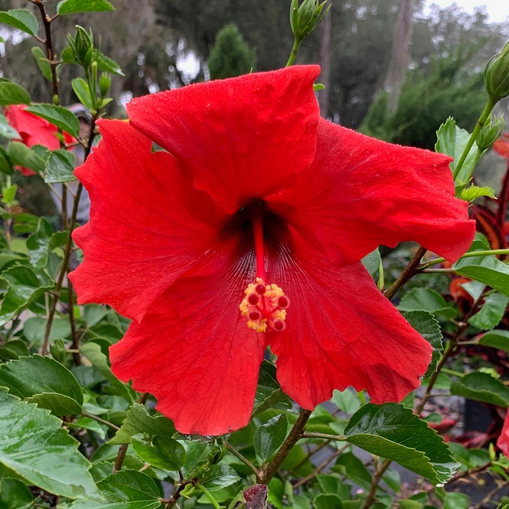 Hibiscus Bush Red - View 20 from www redcrocus com